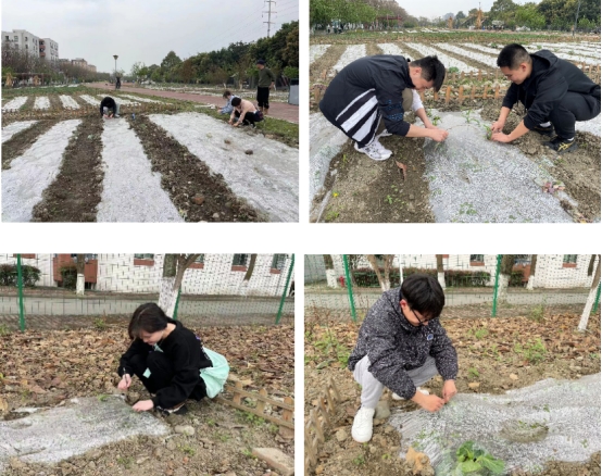 铜梁区福果镇：专家指导进地头  集体高粱栽植忙(图1)